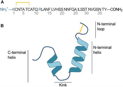 The Effect of Cholesterol on Membrane-Bound Islet Amyloid Polypeptide